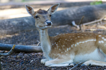 cute fallow deer lying on the ground, fallow deer resting, deer with white spots, wild animal with brown fur and white spots, relaxed animal 