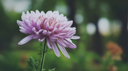 A close-up of an elegant chrysanthemum with soft purple petals in a subtle pink and yellow hue accentuates the delicate beauty of the flower, centered on one side of the picture.