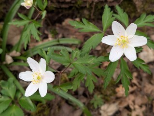 Flowers of Wood Anemone (Anemonoides nemorosa), an indicator of ancient woodland