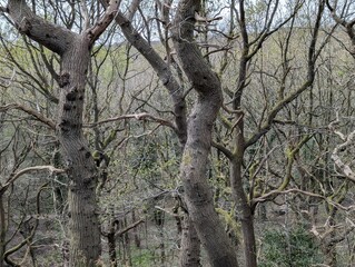 Obraz premium Twisted trees in a British woodland