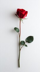 Obraz premium Elegant Single Red Rose with Stem and Leaves on White Background Studio Shot