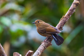 White-tailed Robin,(female), on the  tree branch.