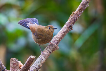 White-tailed Robin,(female), on the  tree branch.