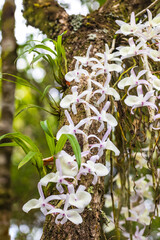 Dendrobium gratiosissimum Rchb.f.,. Beautiful rare wild orchids in tropical forest of Thailand.