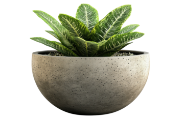 Lush green Dracaena plant in a modern grey concrete bowl pot against a black background
