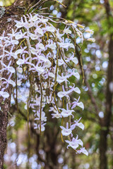Dendrobium gratiosissimum Rchb.f.,. Beautiful rare wild orchids in tropical forest of Thailand.