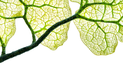 Close-Up of a Vibrant Green Tree Branch with Leaves Isolate on Transparent Background, cutout, png