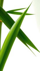 Obraz premium Vibrant green bamboo leaves, sharp detail, clean white backdrop, close-up, jungle, backdrop