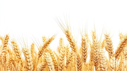 Golden Wheat Field