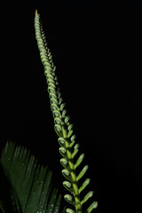 Young folded leaves of the Cycas revoluta cycad in the unfolding phase
