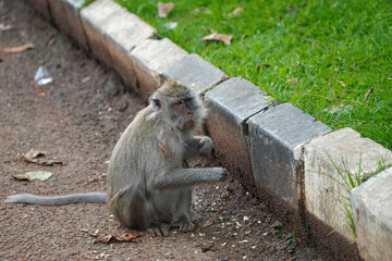 Wild Monkey Foraging for Food on a City Side Street Surrounded by Grass and Pavement