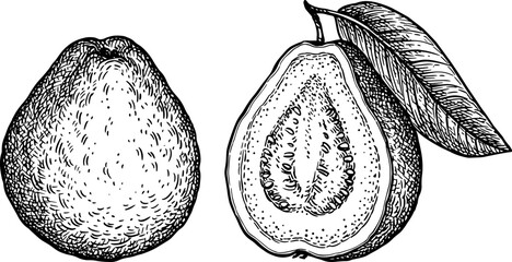 Guava with and half ink sketch