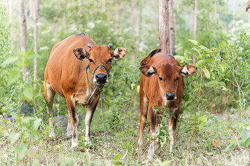 Fototapeta premium A cow and her calf standing together in a green forest area in rural Indonesia. The peaceful moment captures local livestock in their natural environment.