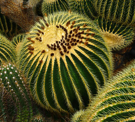 Goldkugelkaktus; Kroenleinia grusonii; golden barrel cactus