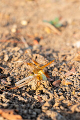 Orange dragonfly on a branch on the ground