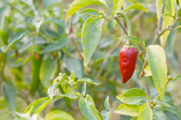 fresh red chili vegetable on plant closeup, chili plants in organic farming, Chilies closeup in...