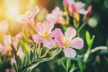 Fototapeta premium Pink Evening Primrose flowers (Oenothera speciosa) in summer garden