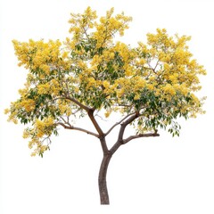 Honey Mesquite Tree in Full Bloom - Isolated on White with Autumn Leaves and Bean Pods