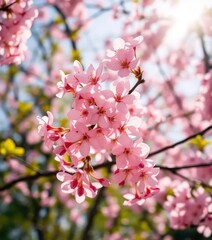 Fototapeta premium Delicate pink cherry blossoms gently carried by a warm spring breeze, sunlight dappling through branches, light, sakura