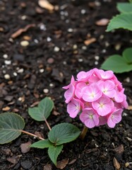 Delicate pink hydrangea stem emerging from rich soil, fresh, pink