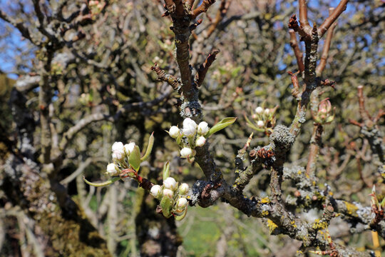 Gorham Pear blossom buds, Derbyshire England
