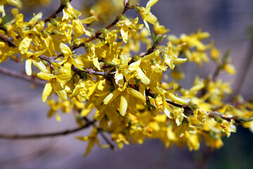Macro image of Border Forsythia blooms, Derbyshire England
