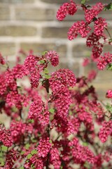 Red Flowering Currant flowers in Spring sunlight, Derbyshire England

