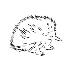 Echidna, Australian animal linear hand drawn illustration. Vector.