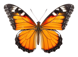 Fototapeta premium PNG Butterfly butterfly background insect.