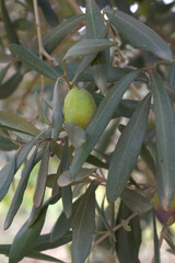 unripe green olives on tree closeup, Olive-tree branch with unripe green olives, olive tree...