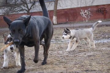 two dogs on the beach