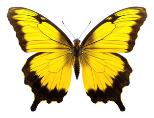 Fototapeta premium PNG Butterfly butterfly insect yellow.