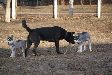 two dogs running