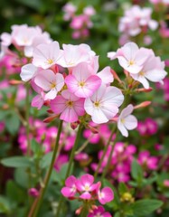 Aromatic white and pink Bacopa monnieri blossoms in a pink garden, water hyssop, fragile