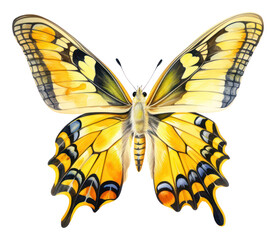 PNG Butterfly butterfly insect invertebrate.