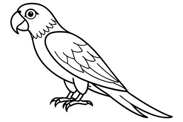 Macaw Line Drawing