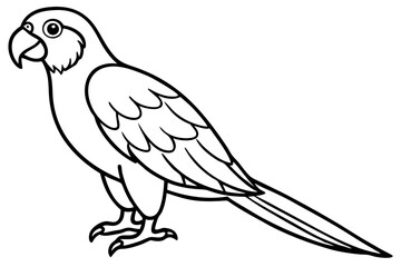 Macaw Line Drawing
