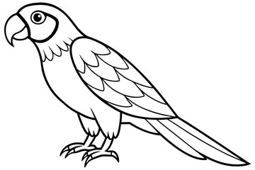 Macaw Line Drawing