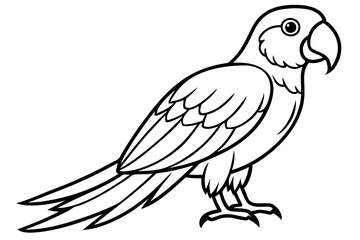 Macaw Line Drawing