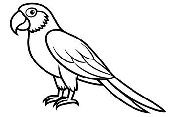 Macaw Line Drawing