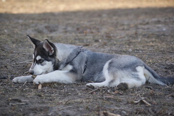 alaskan malamute dog