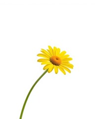 Single chamomile stem, white background, vibrant yellow petals, delicate bloom, bloom, botanical, floral