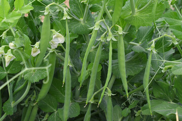 Fototapeta premium Green peas grow in the garden Beautiful close up of green fresh peas and pea pods. Healthy food, Bush of sweet pea with ripe pods cultivated on vegetable garden, green peas closeup in nature, Pakistan