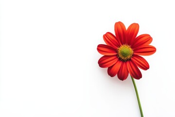 Vibrant red flower on white background