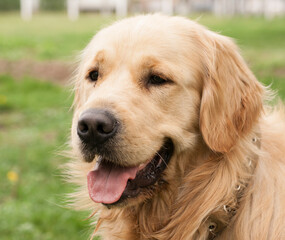 Obraz premium golden retriever puppy