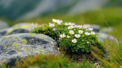 Wildflowers bloom among rocks in a lush green landscape during a sunny day in the mountains