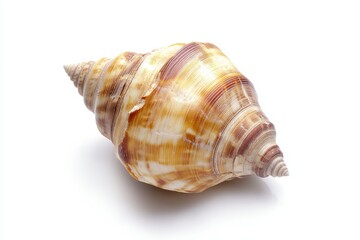 Obraz premium Spiral seashell on white background