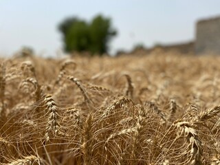Golden Wheat Fields at Sunset &ndash; Rural Landscape in Pakistan