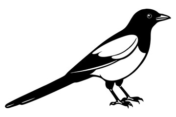 Magpie Outline Illustration