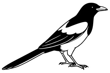 Magpie Outline Illustration